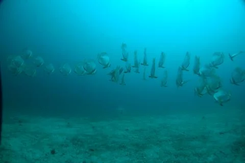 School of fish  Stock Photos