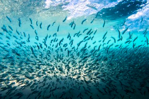 School of fish Stock Photos