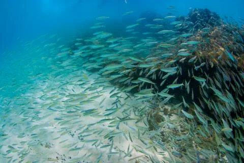 School of Fish Stock Photos