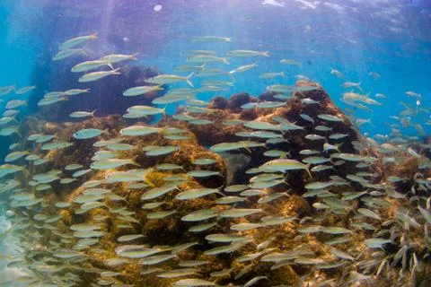 School of Fish Stock Photos