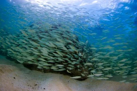 School of Fish Stock Photos