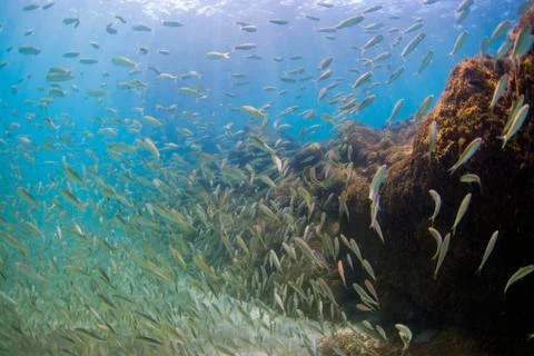 School of Fish Stock Photos