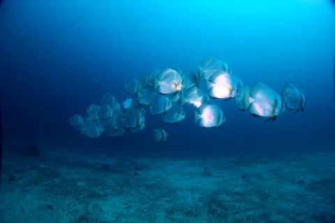 School of fish Stock Photos