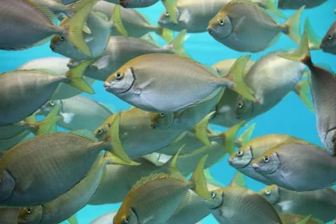School of fish Stock Photos