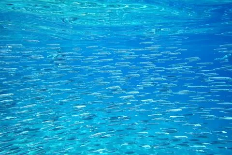 School of fish Stock Photos