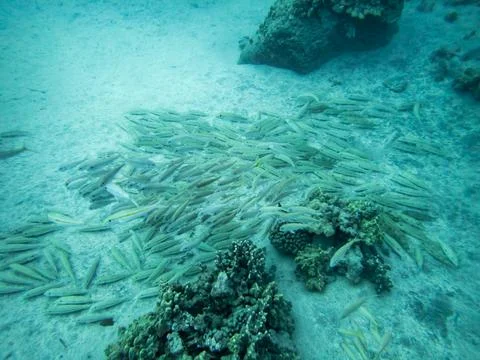 School of fish Foto stock