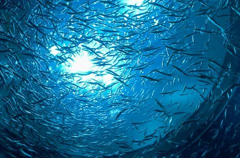 School of fish Stock Photos