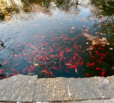 School of Fish Stock Photos