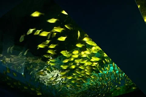 School of fish Stock Photos