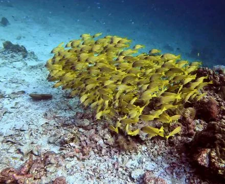 School of fish Stock Photos