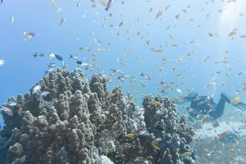 A school of fish Stock Photos