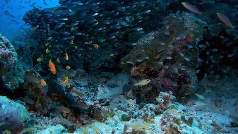 School of fish Pigmy Sweeper - Pempherichthys guentheri next to the coral reef Stock Footage 74283424