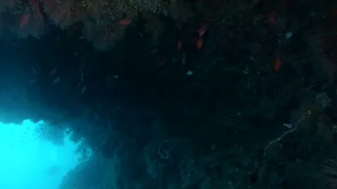 School of fish Pinecone Soldierfish (Myripristis parvidens) swims in the cave Stock Footage