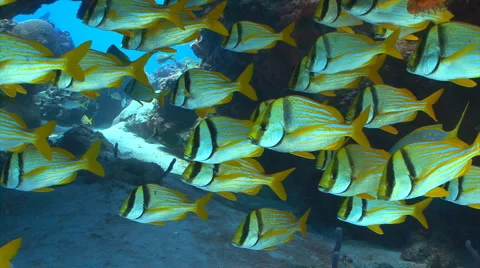 School of fish porkfish Stock Footage 3574080