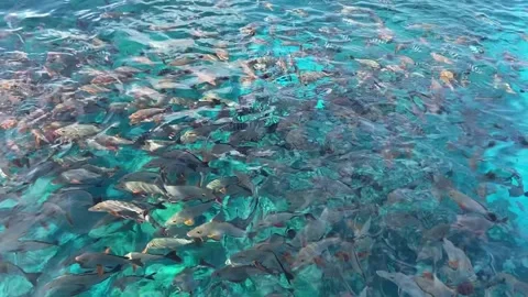 School of fish at Rangiroa 库存影片 344427455
