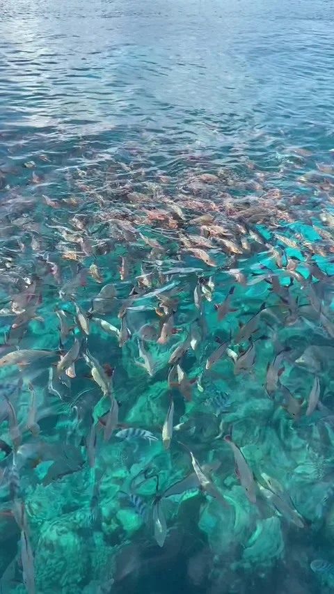 School of fish at Rangiroa Stock Footage 344427486