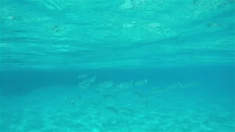 School of Fish, Red Sea Stock Footage 73876156