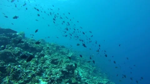 School of fish red-toothed triggerfish (Odonus niger) in blue water over coral Stock Footage