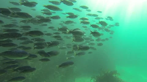School Of Fish Off The Redondo Beach Breakwall 스톡 동영상 41390775