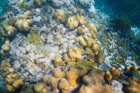 School of fish in reef Stock Photos