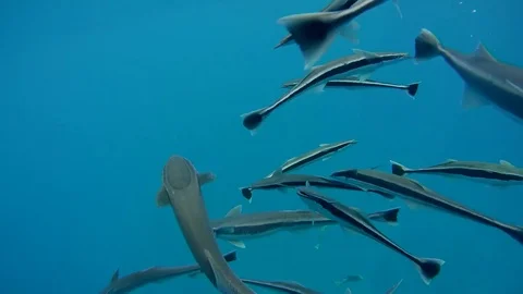 School of fish Remora (Echeneis naucrates) eating under surface of the water Stock Footage