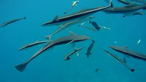 School of fish Remora (Echeneis naucrates) eating under surface of the water Stock Footage