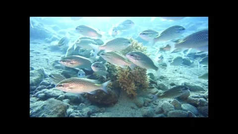 A school of fish resting Stock Footage 311300364