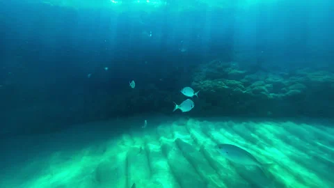 A school of fish resting near a rock Stock Footage 160120832