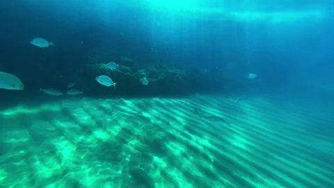 A school of fish resting near a rock Stock Footage 160121055