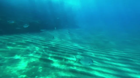 A school of fish resting near a rock Stock Footage 160121110