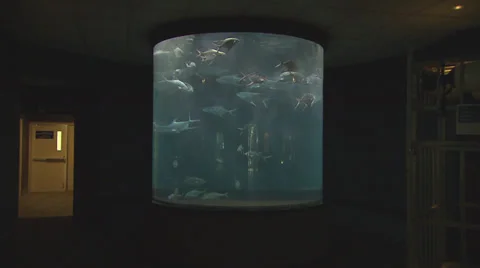 School of Fish in round Tank Stock Footage 33214548