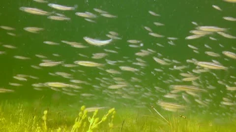 School of fish in sandy bottom Video stock 10787832