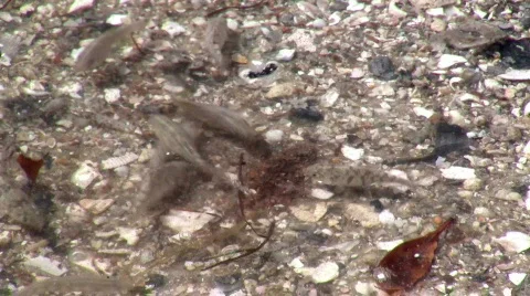 School of fish on sandy edge HD Stockbeeldmateriaal 445452