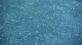 School of fish - sardines HD Footage