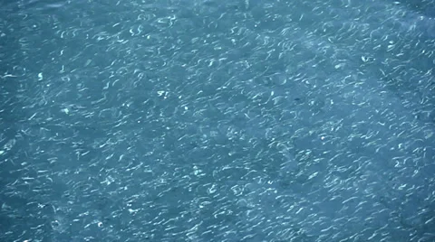 School of fish - sardines Stock Footage 36582671