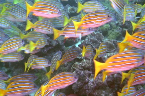 School of fish SD NTSC Stock Footage 387890