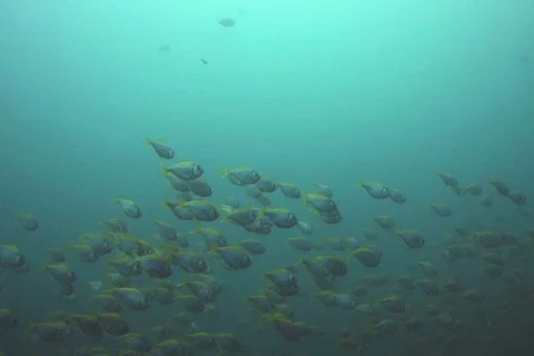 School of fish SD NTSC Stock Footage 387919