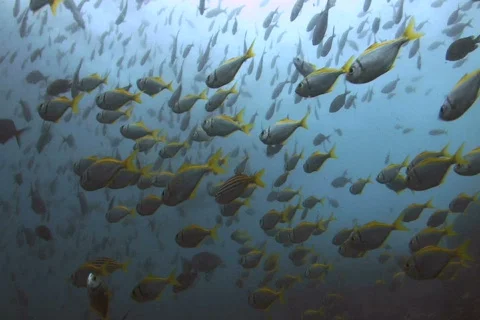School of fish SD NTSC Stock Footage 387921