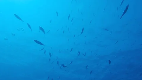 School of fish. Sea background Stock Footage 128563109