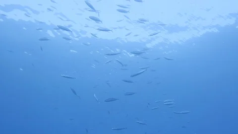 School of fish. Sea background Stock Footage 128564552