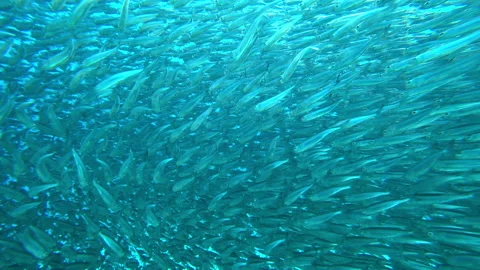 School of fish in the sea Stock Footage 152168082