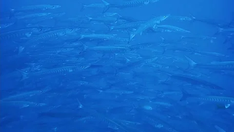 School of fish in the sea Stock Footage 235132261