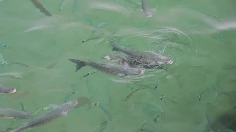 A school of fish in the sea Stock Footage 256316113