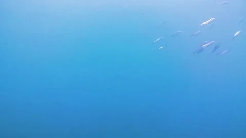 School fish. sea 動画素材 339597413
