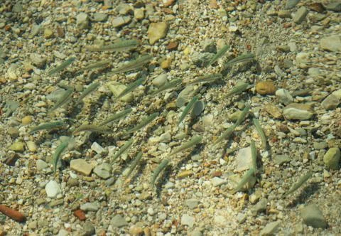 School of fish in the sea Stock Photos