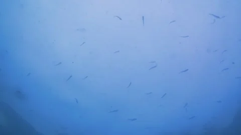School fish, sea, sunlight Stock Footage 339597410