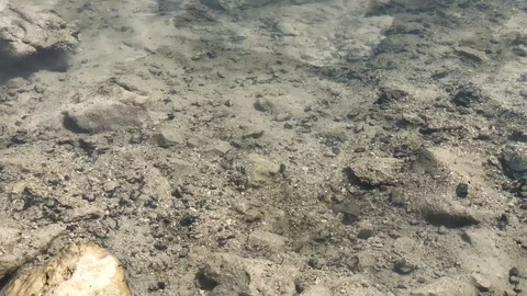 A school of fish in shallow water with a sandy bottom 動画素材 126318883