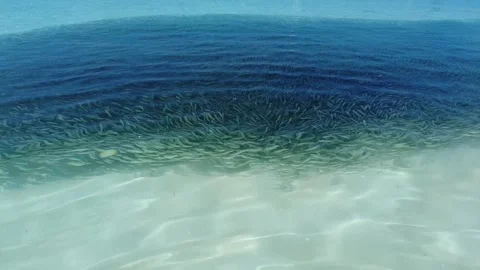 A school of fish in shallow waters Stock Footage 243529963