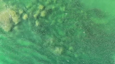 School of Fish with Sharks Stock Footage 298015984