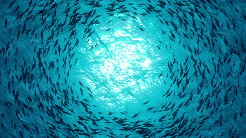 School of fish sharks swim in a circle Stock Footage